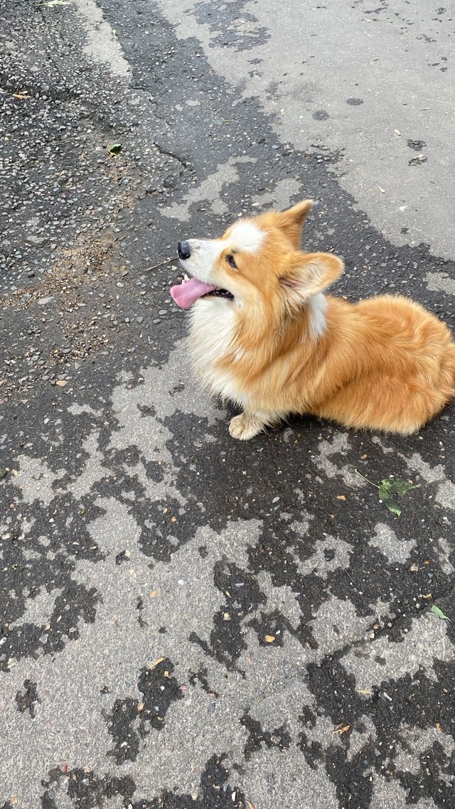 Чья потеря?Кобель.Не придержан.На пересечении Красных ...