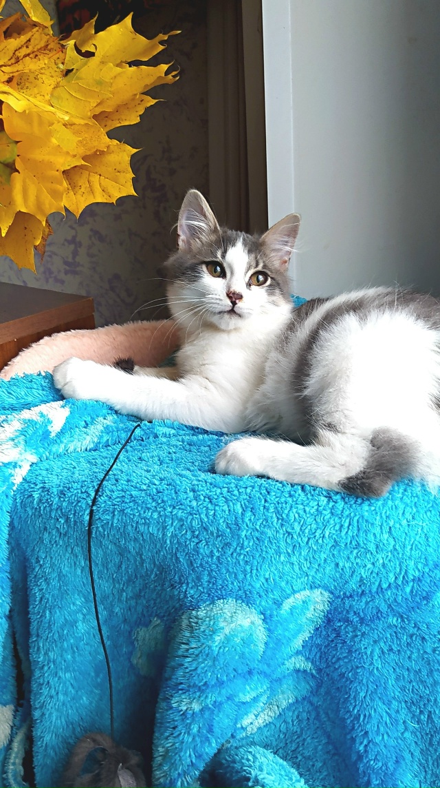 Здравствуйте! Эти два малыша были спасены из холодного...