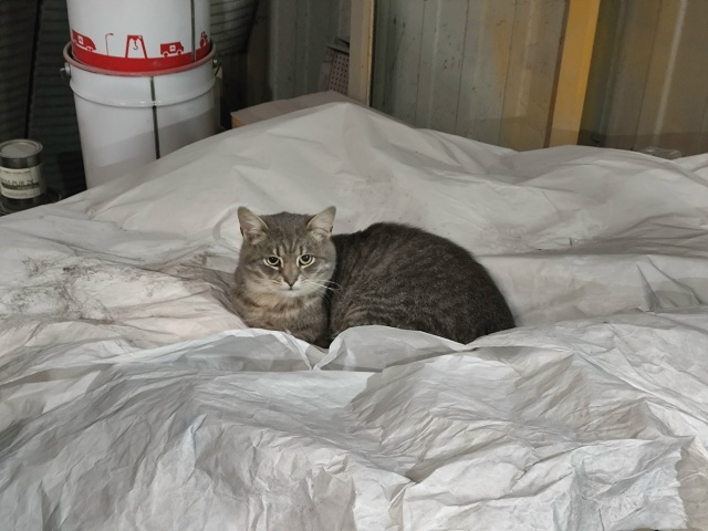 #мявстерская