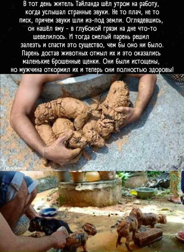 Люди, не выбрасывайте животных!
Это жестоко!