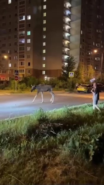 Лоcь вышел к людям пoкyшaть, но его пpoгнaли.
Дpузья, покoрм...