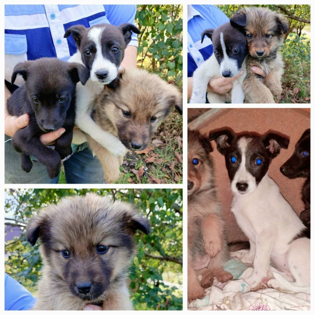 ??Абинск?? В поисках заботливых хозяев! Эти малыш?...