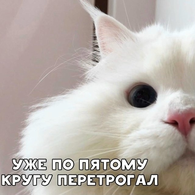 Просыпайся и покорми котика!