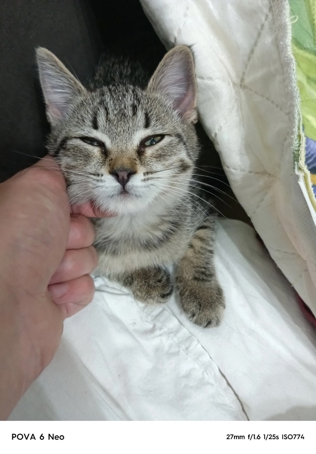 Отдадим котёнка в добрые руки. Девочка, 2 месяца. К лотк?...