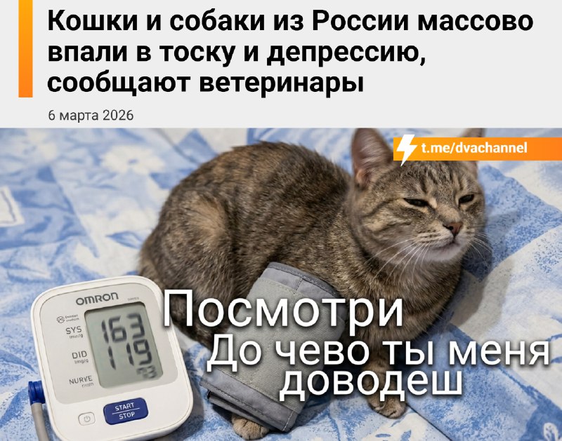 ❗️Ветеринары бьют тревогу — российские кошки и собаки массово ловят депрессию
Почему питомцы теряют