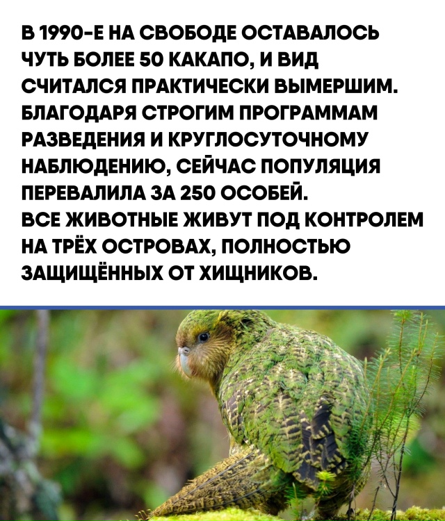 В мире животных редкие особенности могут стать не толь...