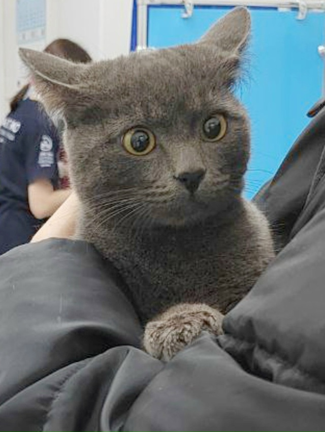 Найден кот!
Ивантеевка, (Пушкино МО).
19.11. По виду молод?...