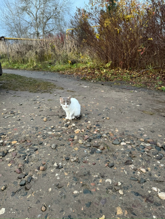 Добрый день. В г. Приволжск ищут дом вот такие красивые ...