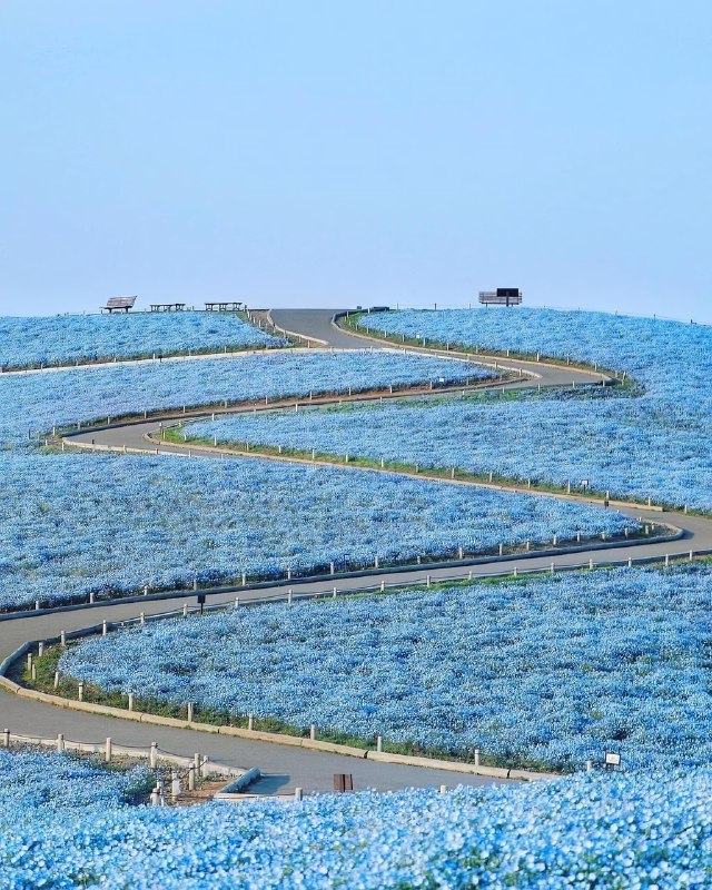 В Японии сейчас цветёт не только сакура — стартовал сезон голубой немофилы
В Hitachi Seaside Park в