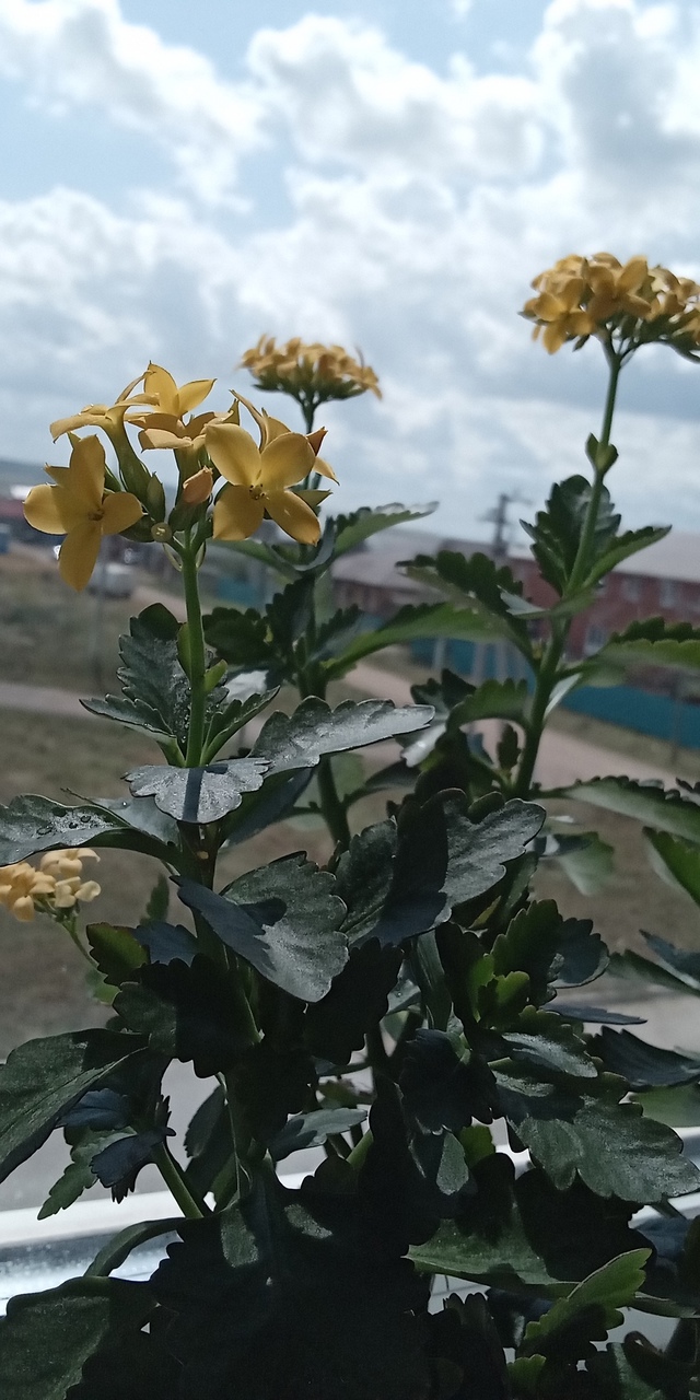 Анон. Обменяю каланхоэ (жёлтые цветки) на другой расток...