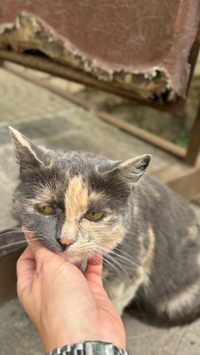 ‼️‼️🐈Вот такая милашка сидит уже очень давно мкр.Ша...