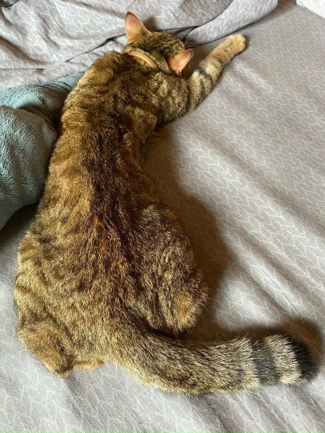 9.10 потерялась кошка СНТ Юбилейный, рядом с Новым Снопк?...