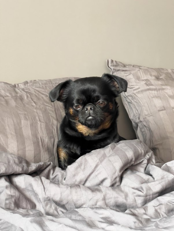 Пёс Чарли с хмурой мордочкой — новая звезда соцсетей
Это же все мы, когда узнали, что впереди рабоч