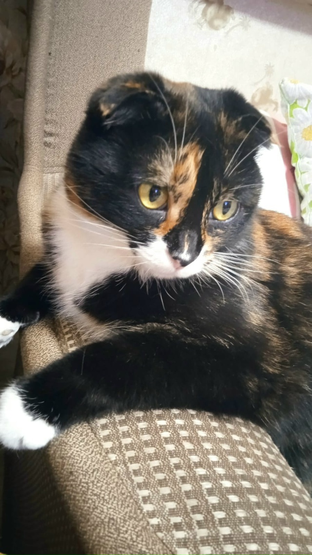 ‼️‼️‼️Потерялась кошечка в районе седьмой школы, п?...