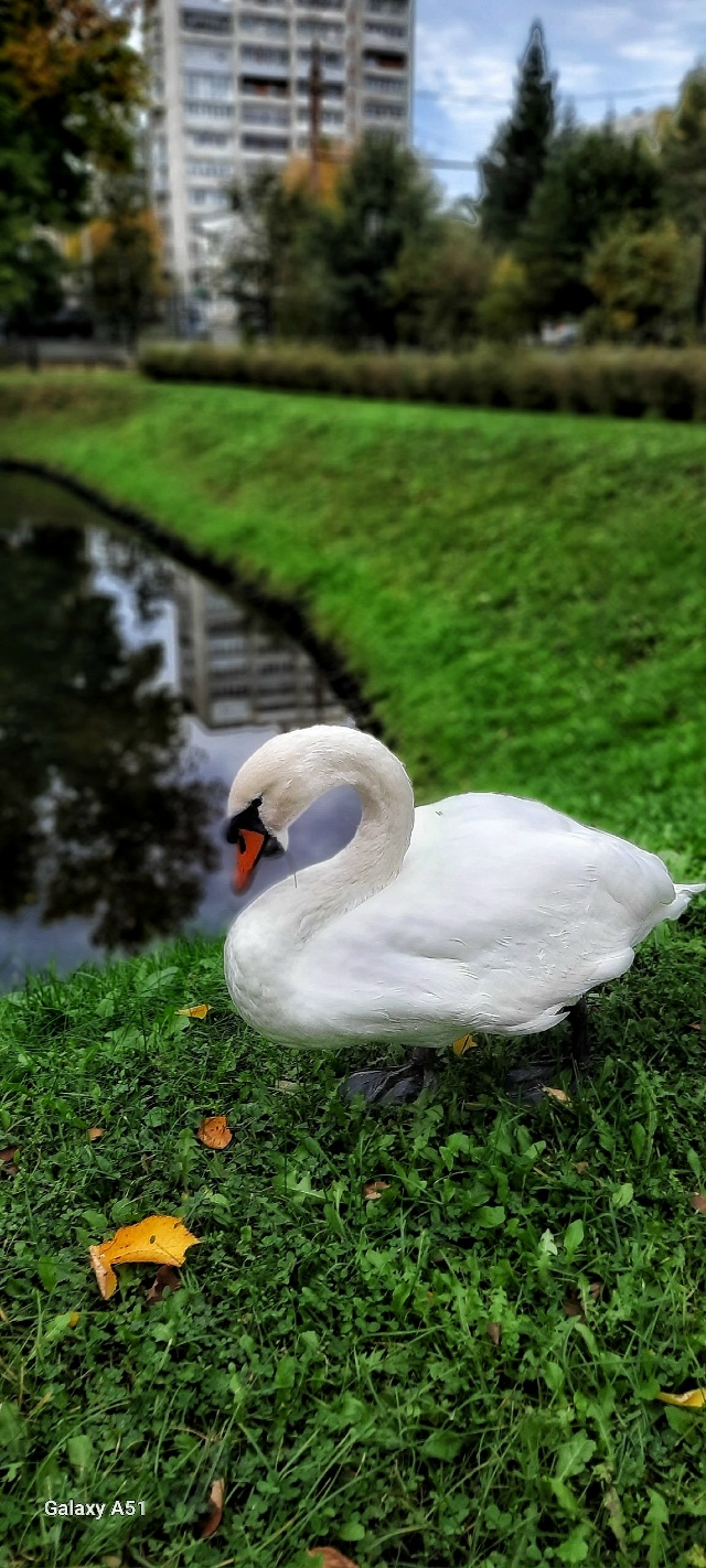 Осень 🍁 Карякинский парк ❤
📷 Людмилы Басовой