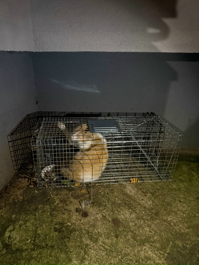 Верхняя 16. Услышали шорох,а там кот! Как так можно!?