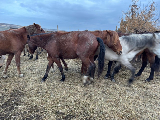 Продам лошадей 8 голов оптом кобылы 89228552265