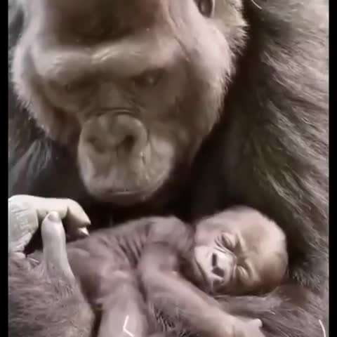 Они были созданы, чтобы дарить нам счастье и отличное н...