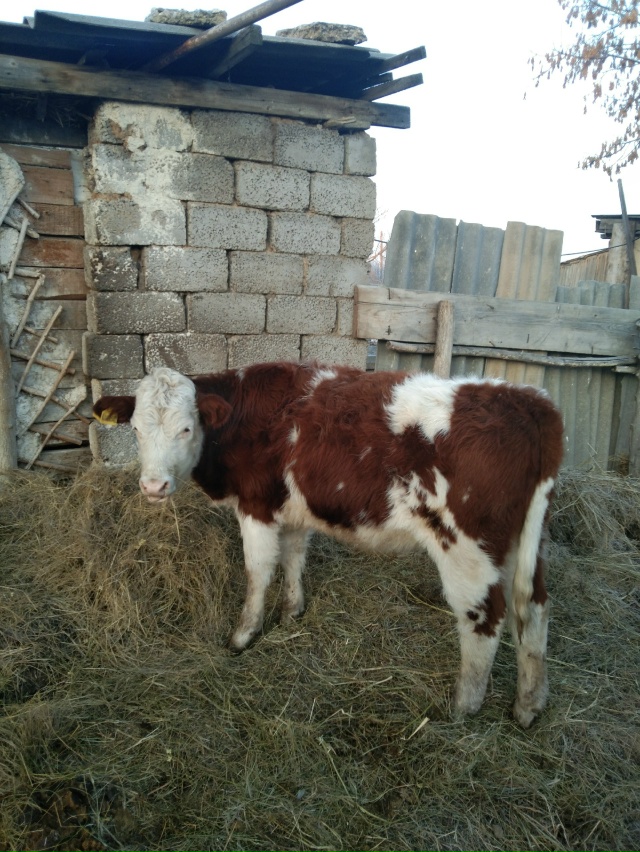 Продам двух подсосных телок, 50т.р голова, без торга, по ?...