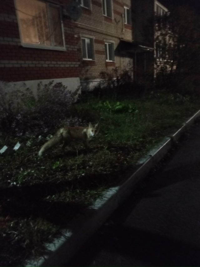 Дак у нас по городу и не одна лиса еще бегает) Прям в цен...