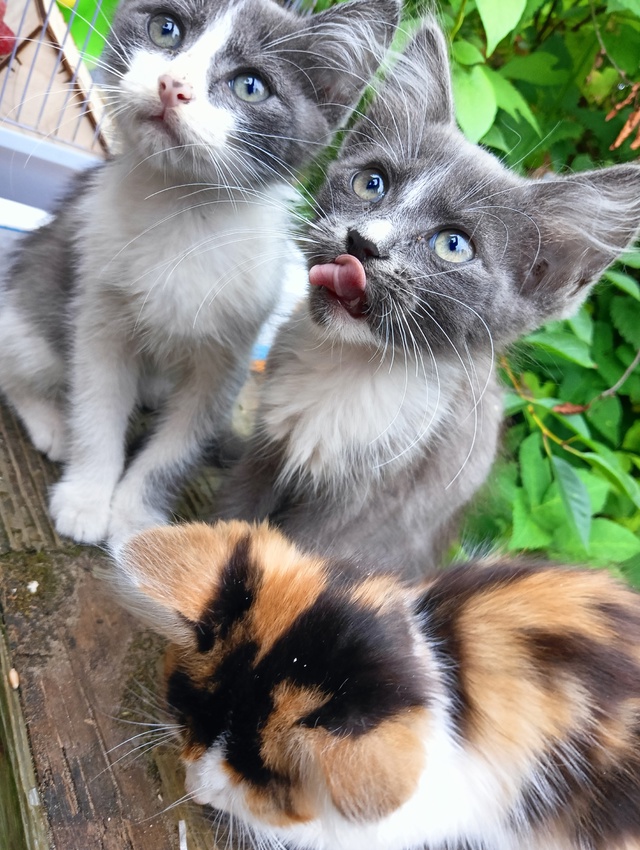 Отдам трёх котят в добрые руки. Лоток на ура, кушают всё...
