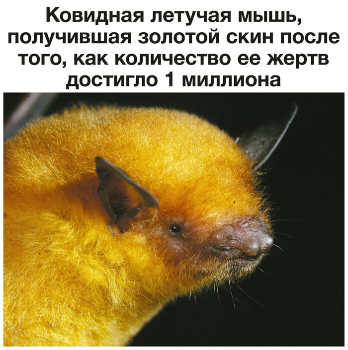 В Китае нашли 2 новых СМЕРТЕЛЬНЫХ вируса у летучих мышей — они вызывают воспаление мозга и тяжёлые б