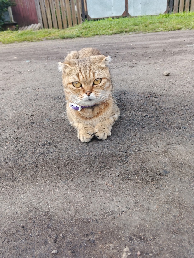 🐱Отдаем в добрые руки.
Звонить 89201834537