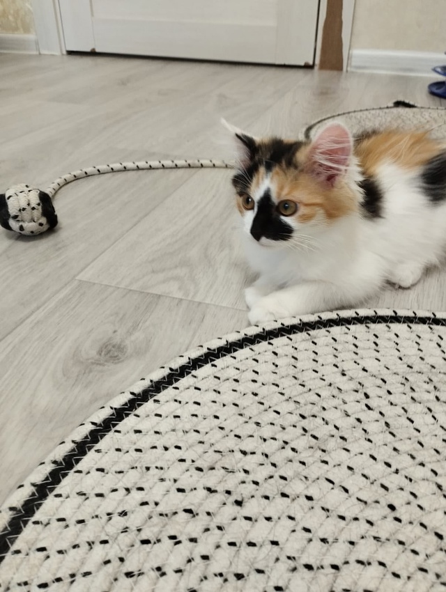 🐾 Три котёнка ищут дом! 🐾
Друзья, перед вами тройка о?...