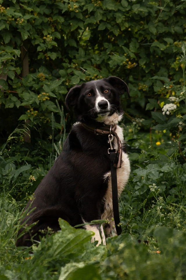 Если вы мечтаете о жизнерадостном и активном питомце, ?...