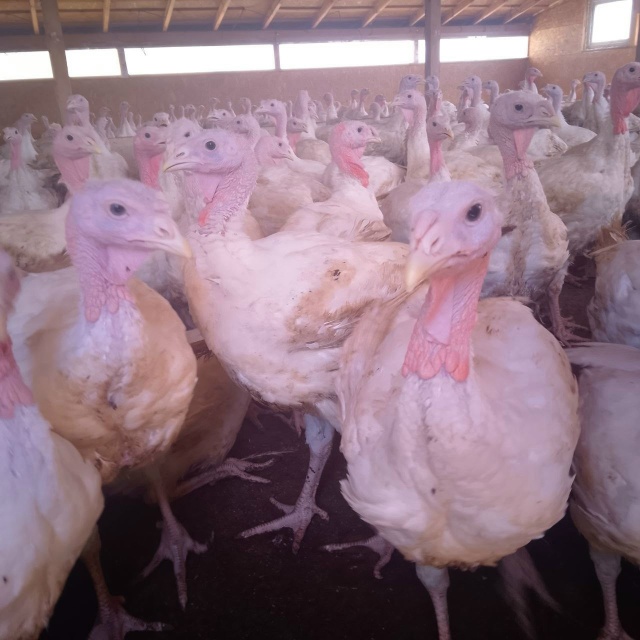 Здравтсвуйте!
Продаётся мясо домашней индейки!
Порода ...