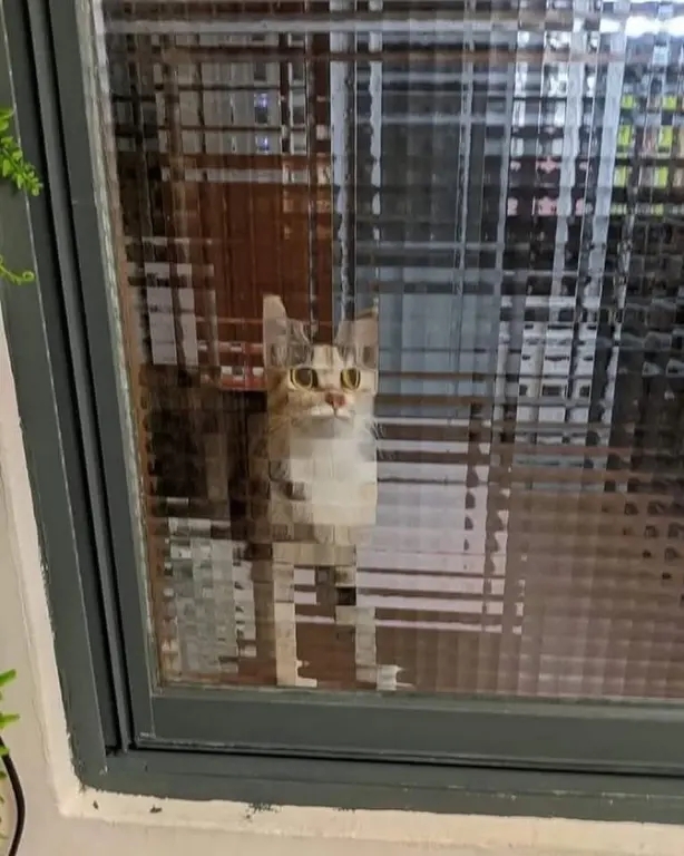 Коты Майнкрафт😆