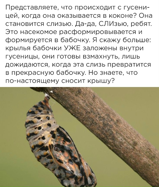 Про бабочек.