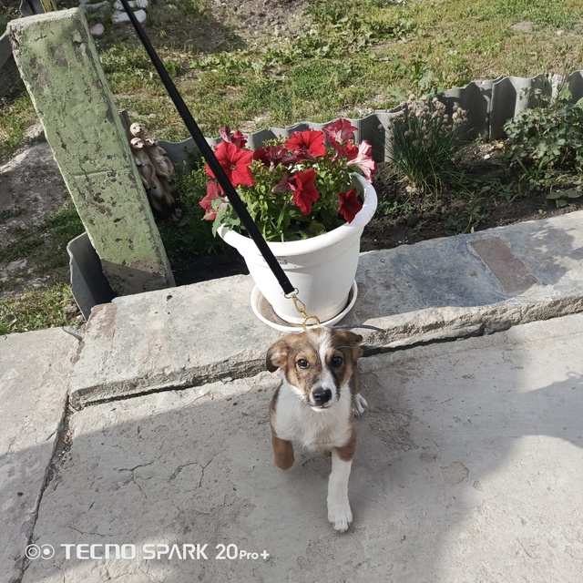 Отдадим в хорошие руки кутёнка. Помесь таксы с овчарко...