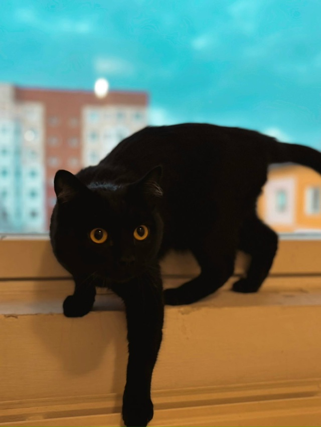 В связи с утратой хозяина, отдам кота в добрые руки. Кот...