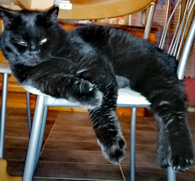 Мои любимые ребятушки!
Бесподобные котики и собачки!
?...