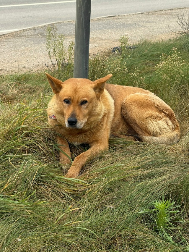 ‼️НАШЛАСЬ СОБАКА‼️
под знаком в деревне Ратчино леж?...