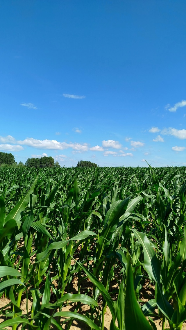 По дороге в Ольховку....🌽🌽🌽