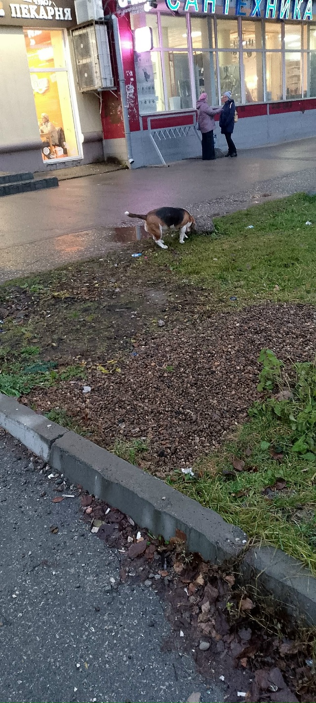 Бегает собака на рубине у монетки. В 17:30.