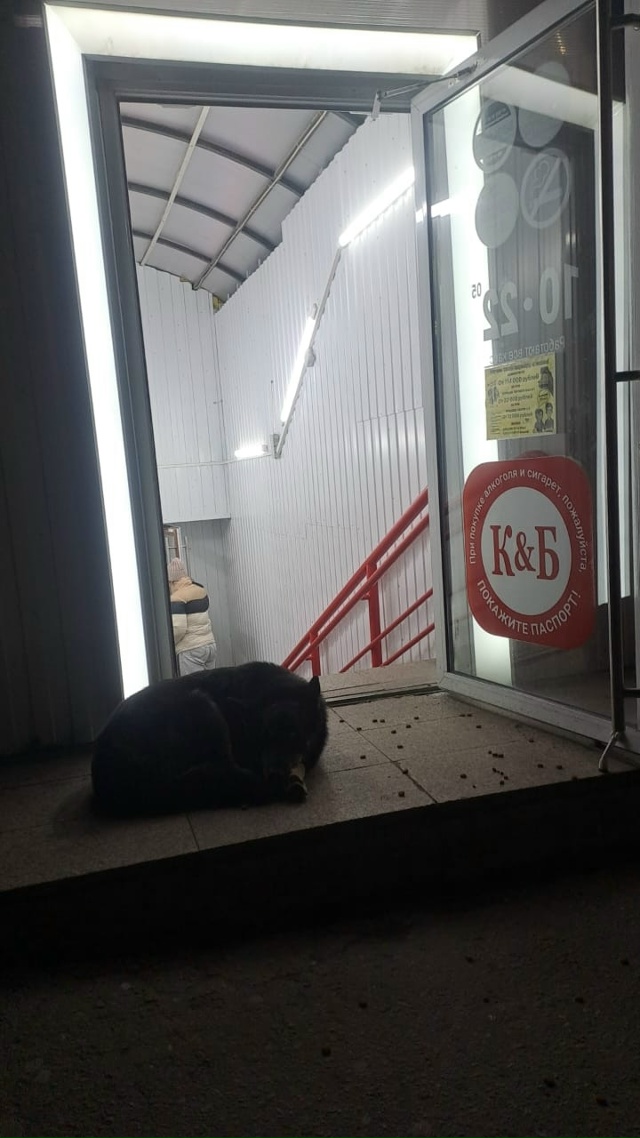 Чья потеряшка? на шее фиолетовый ошейник. Находится у К...