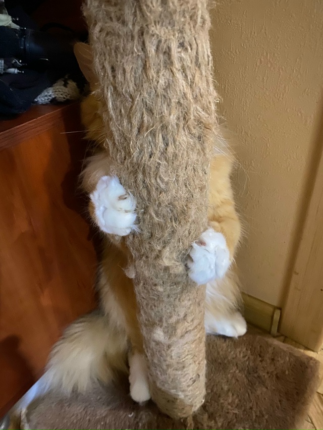 Играем в прятки! Найди кота!