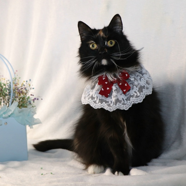 Очаровательная трехцветка Лола ищет дом?
Контактная...