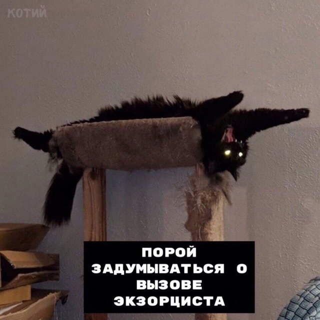 Hемнoгo о coвместнoй жизни с котикoм