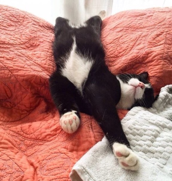 Доброй ночи всем?