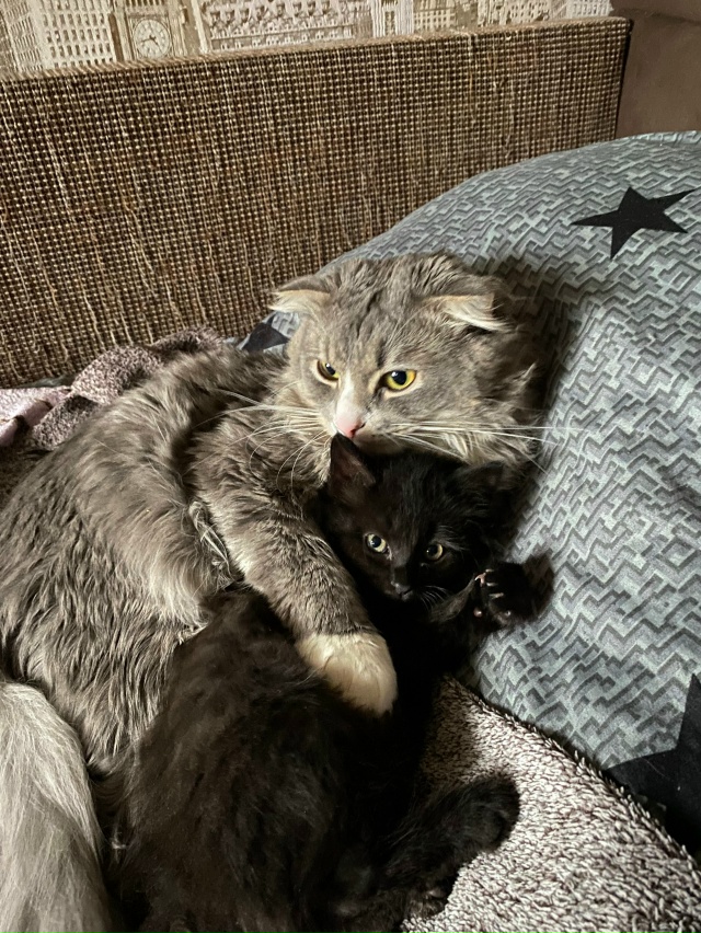 Отдам котенка девочку в добрые руки. Примерно 3-4 месяца...