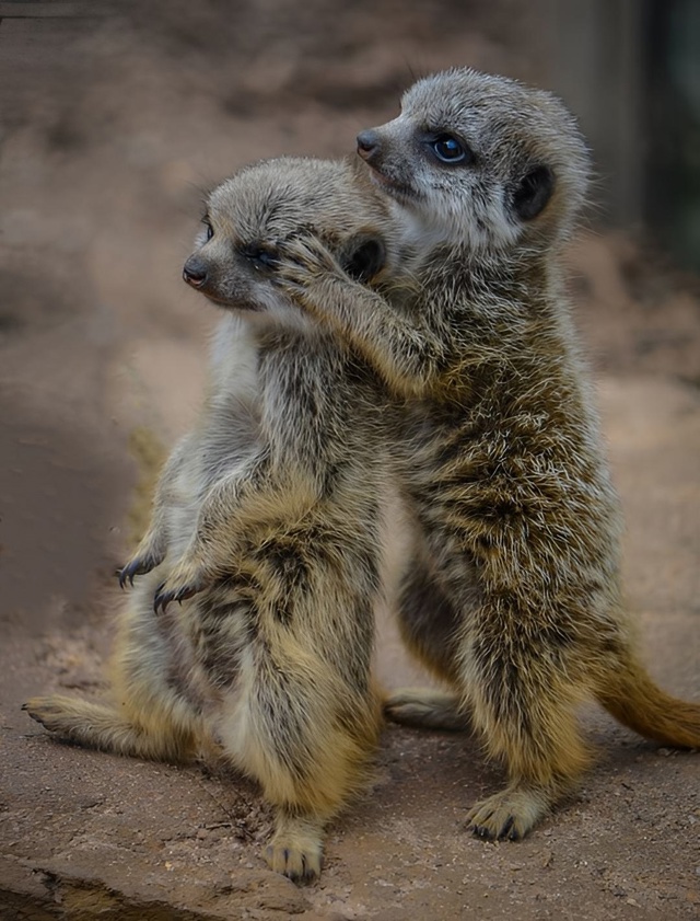 Сурикаты обнимаются не потому, что мёрзнут, а потому чт...