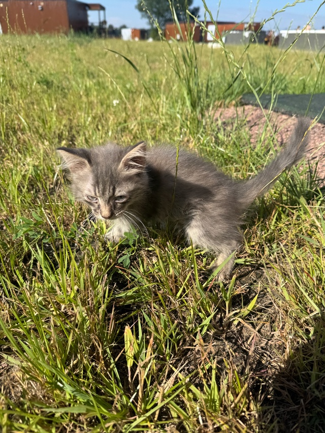 Пристраиваем котенка в добрые руки, прибился на базе о?...