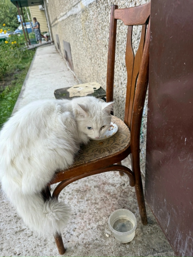 Юбилейный 74 и 76 дом прижился котик. Видно что домашний. ...