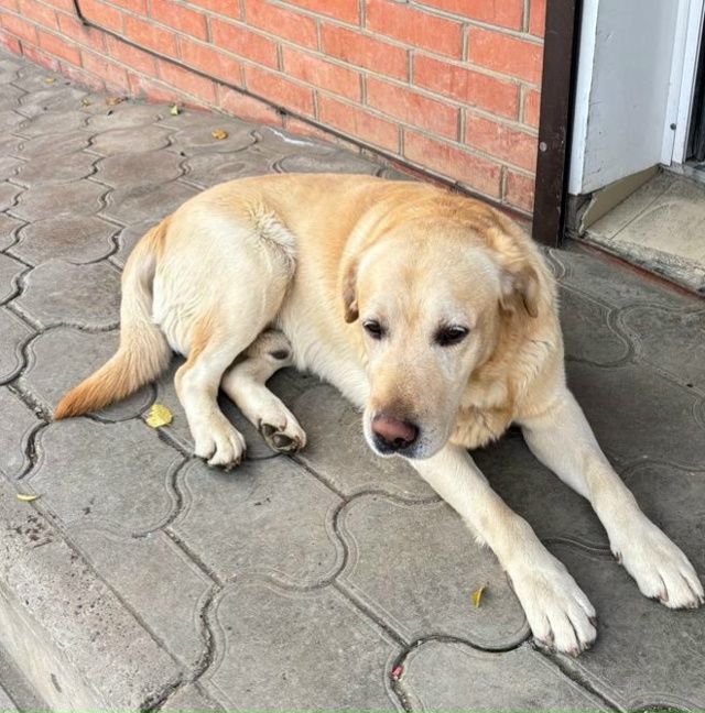 Пгт Атырский . Остановился грузовик, оставили пса и уех...