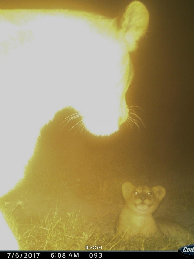 Фотоловушка запечатлела трогательный момент встречи ?...