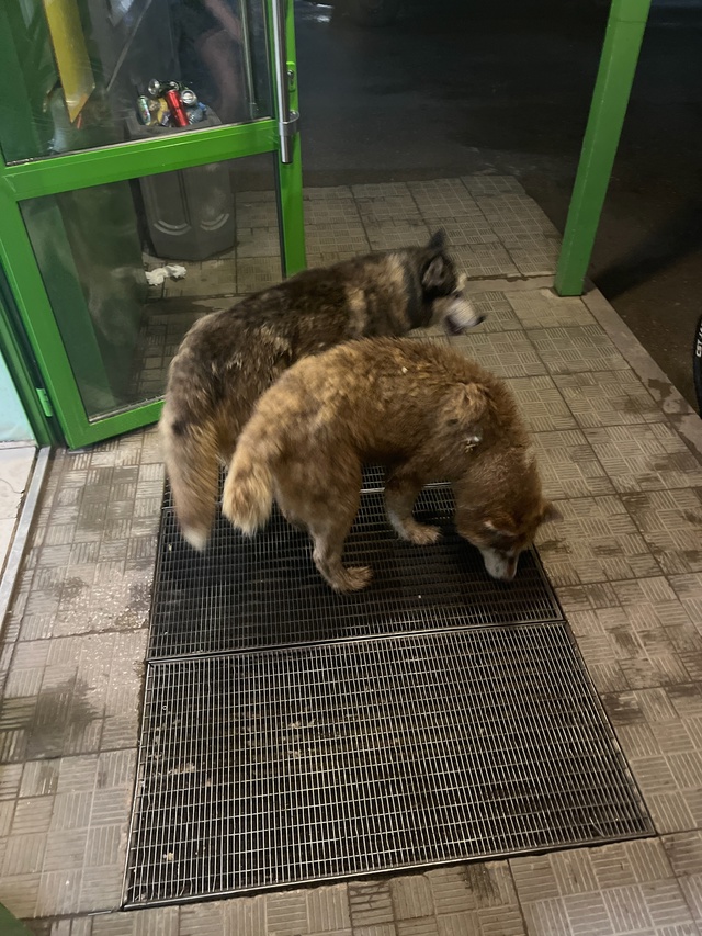У кого убежали хаски, в центре бегают